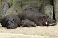/album/fotogalerie-zoologicka-zahrada-hl-m-prahy/hrosinec-dostavba-zoo-praha-jpg/